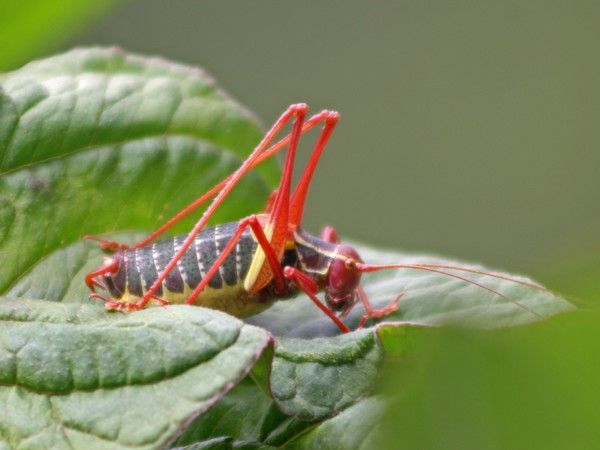 Ortotteri delle Orobie valtellinesi (Sondrio)